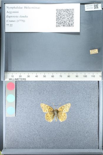 Media type: image;   Entomology 157064